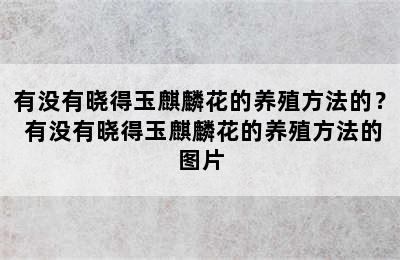 有没有晓得玉麒麟花的养殖方法的？ 有没有晓得玉麒麟花的养殖方法的图片